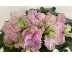 Rosie Ruffles 488